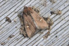 Brunt sumpfly (Helotropha leucostigma)