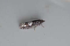 White-blotch Bell (Epinotia trigonella)