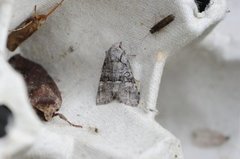 Rotstrekvierfly (Brachylomia viminalis)