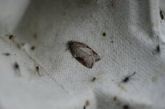 Jordbær-/buskflatvikler (Acleris comariana/laterana)