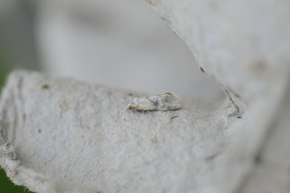 Ryllikpraktvikler (Aethes smeathmanniana)