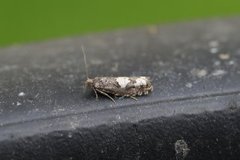 White-blotch Bell (Epinotia trigonella)