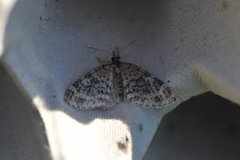 Yellow-barred Brindle (Acasis viretata)