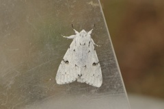 Hvitt kveldfly (Acronicta leporina)