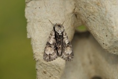 Orekveldfly (Acronicta alni)