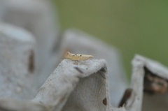 Ypsolopha alpella