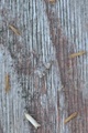Båndmosemott (Eudonia mercurella)