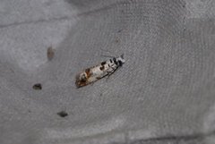 Marbled Bell (Eucosma campoliliana)