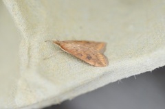 Rusty-dot Pearl (Udea ferrugalis)