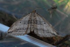 Oblique Carpet (Orthonama vittata)