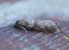 Winter Shade (Tortricodes alternella)