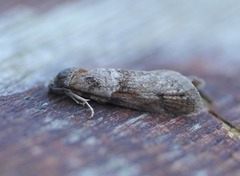 Vårvikler (Tortricodes alternella)