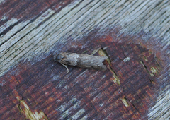 Winter Shade (Tortricodes alternella)
