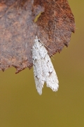 March Tubic (Diurnea fagella)