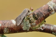Lead-coloured Drab (Orthosia populeti)