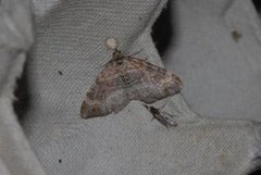 Red Twin-spot Carpet (Xanthorhoe spadicearia)