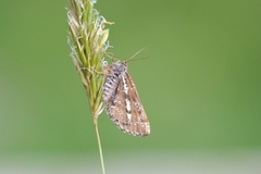 Bordered White (Bupalus piniaria)