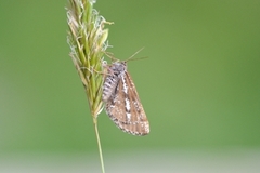 Furumåler (Bupalus piniaria)