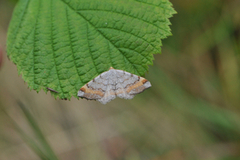 Furubuemåler (Macaria liturata)