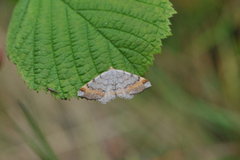 Tawny-barred Angle (Macaria liturata)