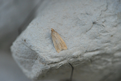 Helcystogramma rufescens