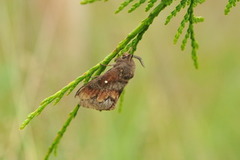 Pine Lappet (Dendrolimus pini)