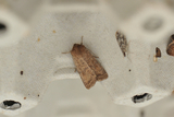 Lyst ringurtefly (Hoplodrina octogenaria)