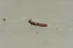 Oresmalmott (Cryptoblabes bistriga)