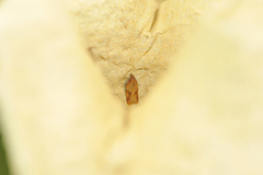 Mjødurtflatvikler (Acleris aspersana)
