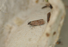 Melbærprydvikler (Argyroploce arbutella)