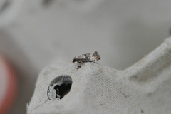 Marbled Conch (Eupoecilia angustana)