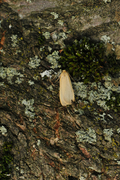 Buff Footman (Eilema depressa)