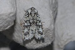 Grønt eikefly (Griposia aprilina)