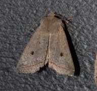 Red-line Quaker (Agrochola lota)