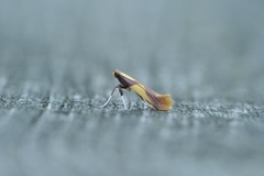 Caloptilia alchimiella