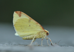 Sitronmåler (Opisthograptis luteolata)