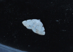 White-pinion Spotted (Lomographa bimaculata)