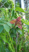 Small Elephant Hawk-moth (Deilephila porcellus)