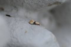Vine Moth (Eupoecilia ambiguella)