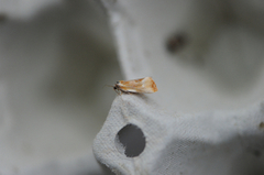 Brassy Tortrix (Eulia ministrana)