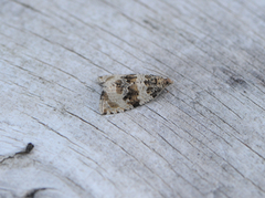 Common Marble (Celypha lacunana)
