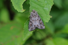 Buehakefly (Polia hepatica)