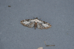 Burotdvergmåler (Eupithecia succenturiata)