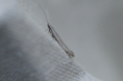 Coleophora