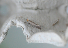 Batia unitella