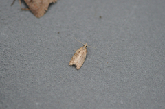 Skogbladvikler (Lozotaenia forsterana)