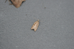 Large Ivy Tortrix (Lozotaenia forsterana)