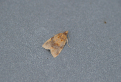 Brown-barred Tortrix (Epagoge grotiana)
