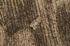 Barkmosemott (Eudonia truncicolella)