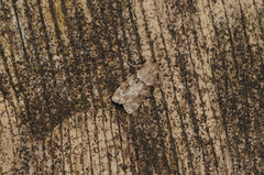 Ground-moss Grey (Eudonia truncicolella)